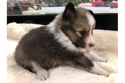 成約済の京都府のシェットランドシープドッグ(シェルティ)-114343の5枚目