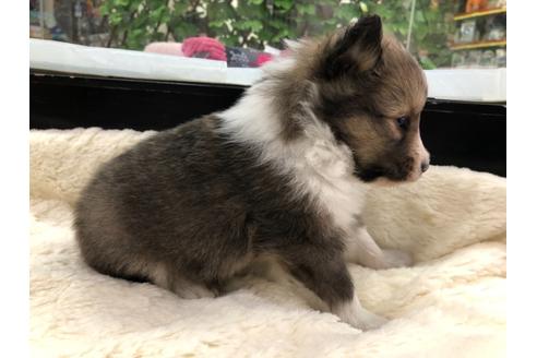 成約済の京都府のシェットランドシープドッグ(シェルティ)-114343の3枚目