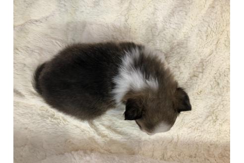 成約済の京都府のシェットランドシープドッグ(シェルティ)-114343の2枚目