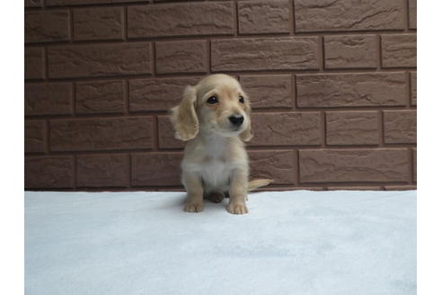 成約済の埼玉県のミニチュアダックスフンド(ロングヘアード)-114335