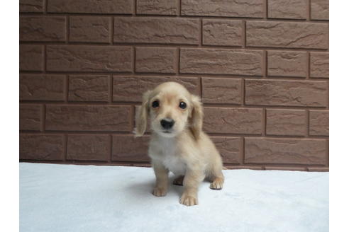 成約済の埼玉県のミニチュアダックスフンド(ロングヘアード)-114335の3枚目