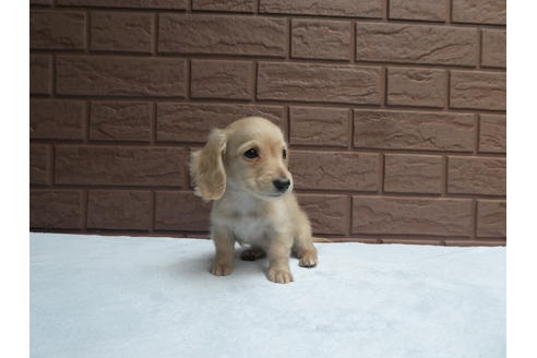 成約済の埼玉県のミニチュアダックスフンド(ロングヘアード)-114335の2枚目