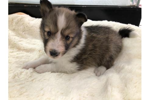 成約済の京都府のシェットランドシープドッグ(シェルティ)-114344の5枚目