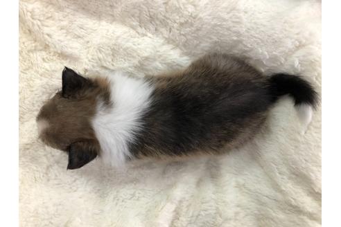 成約済の京都府のシェットランドシープドッグ(シェルティ)-114344の4枚目