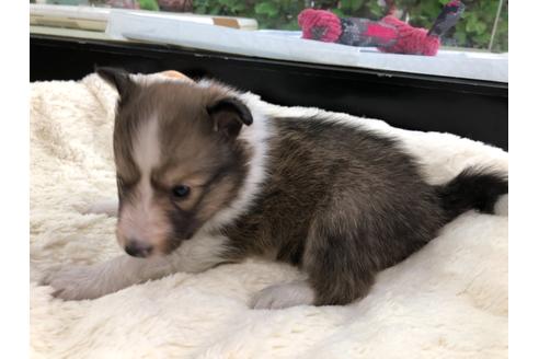 成約済の京都府のシェットランドシープドッグ(シェルティ)-114344の3枚目