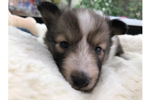 成約済の京都府のシェットランドシープドッグ(シェルティ)-114344の2枚目