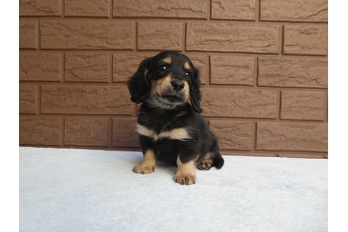 成約済の埼玉県のカニンヘンダックスフンド(ロングヘアード)-114362の3枚目