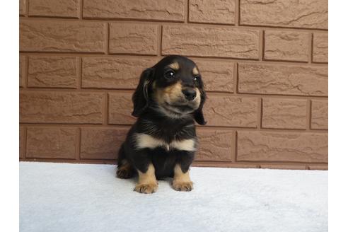 成約済の埼玉県のカニンヘンダックスフンド(ロングヘアード)-114362の2枚目