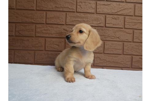 成約済の埼玉県のカニンヘンダックスフンド(ロングヘアード)-114363の3枚目