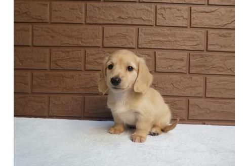 成約済の埼玉県のカニンヘンダックスフンド(ロングヘアード)-114363の2枚目
