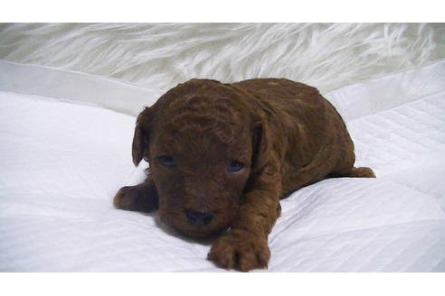 成約済の福岡県のタイニープードル-112420の7枚目