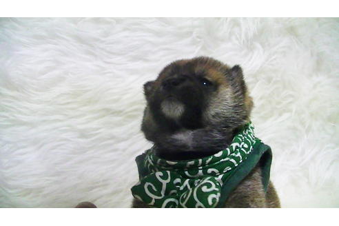 成約済の福岡県の豆柴-112416の18枚目