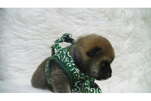 成約済の福岡県の豆柴-112416の17枚目