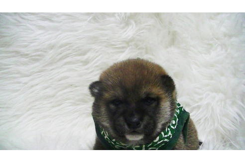 成約済の福岡県の豆柴-112416の16枚目