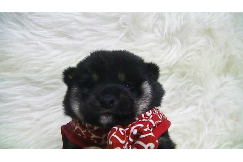 成約済の福岡県の豆柴-112418の17枚目