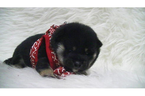 成約済の福岡県の豆柴-112418の16枚目