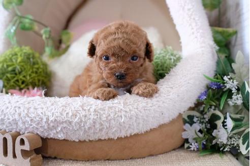 成約済の滋賀県のトイプードル-114415