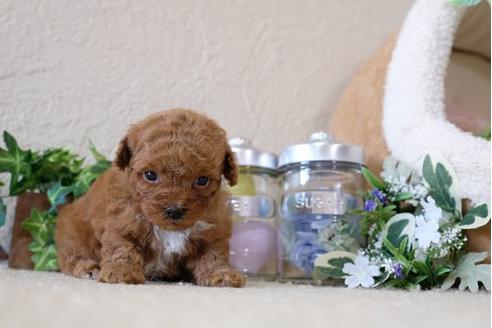 成約済の滋賀県のトイプードル-114415の2枚目