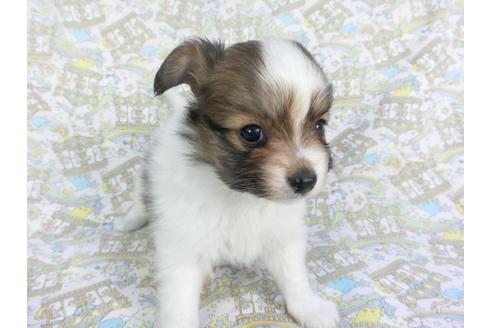 成約済の千葉県のパピヨン-114417