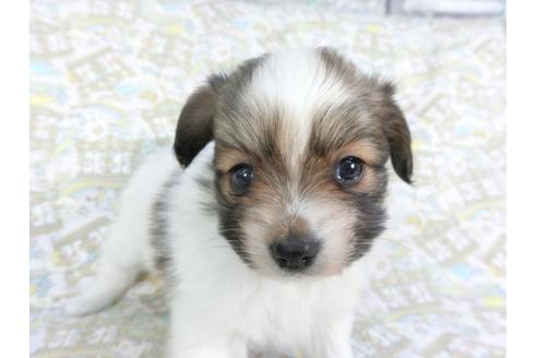 成約済の千葉県のパピヨン-114417の4枚目