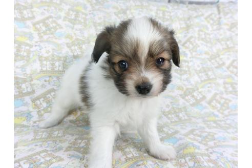 成約済の千葉県のパピヨン-114417の3枚目