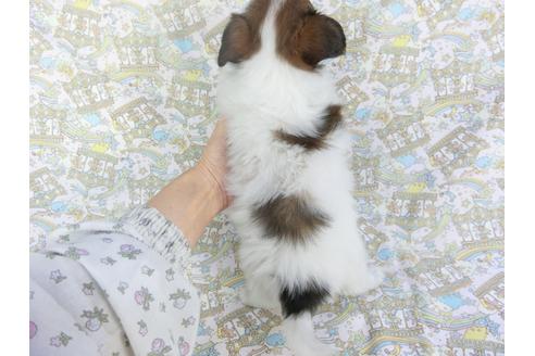 成約済の千葉県のパピヨン-114417の2枚目