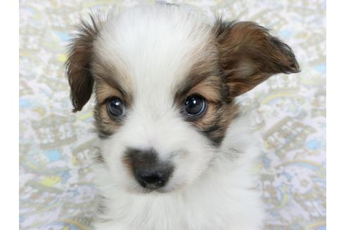 成約済の千葉県のパピヨン-114420