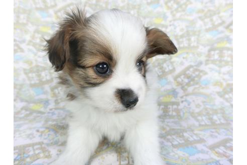 成約済の千葉県のパピヨン-114420の4枚目