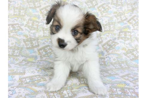 成約済の千葉県のパピヨン-114420の3枚目