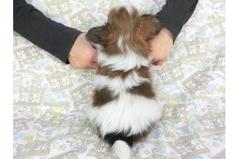 成約済の千葉県のパピヨン-114420の2枚目