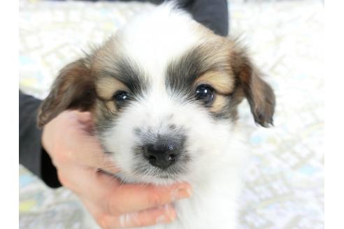 成約済の千葉県のパピヨン-114421