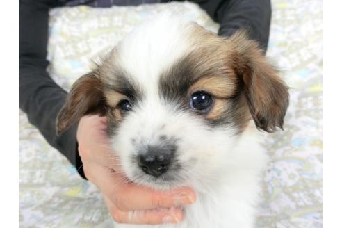 成約済の千葉県のパピヨン-114421の4枚目