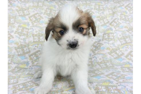 成約済の千葉県のパピヨン-114421の3枚目