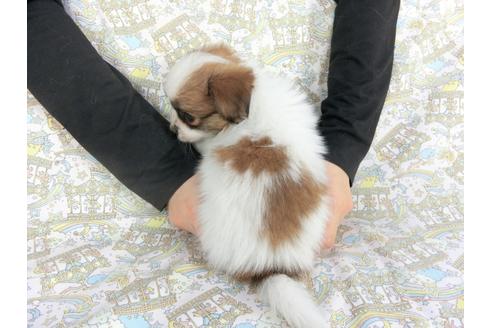 成約済の千葉県のパピヨン-114421の2枚目