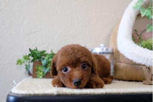 成約済の滋賀県のトイプードル-112999