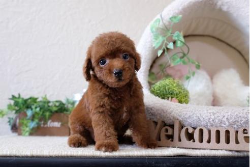 成約済の滋賀県のトイプードル-112999の5枚目