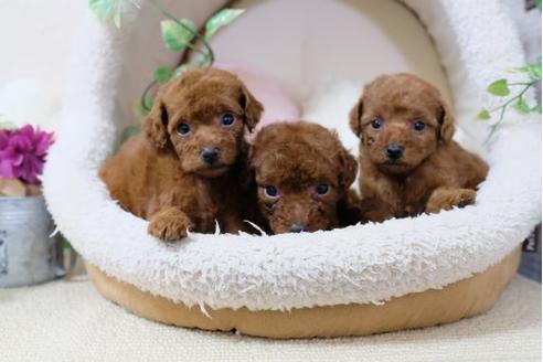 成約済の滋賀県のトイプードル-112999の4枚目