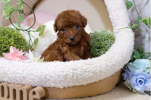 成約済の滋賀県のトイプードル-112999の3枚目