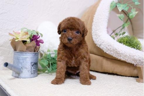 成約済の滋賀県のトイプードル-112999の2枚目