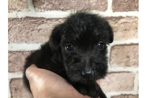 成約済の埼玉県のミックス犬-113662の1枚目