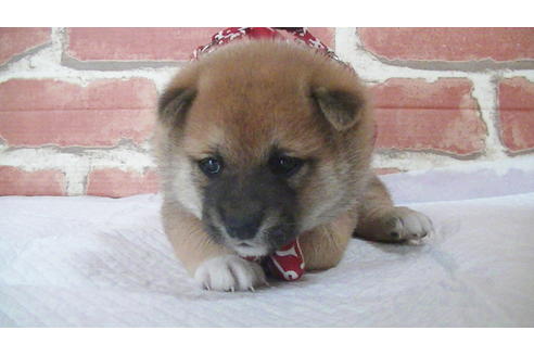 成約済の福岡県の豆柴-112417の17枚目