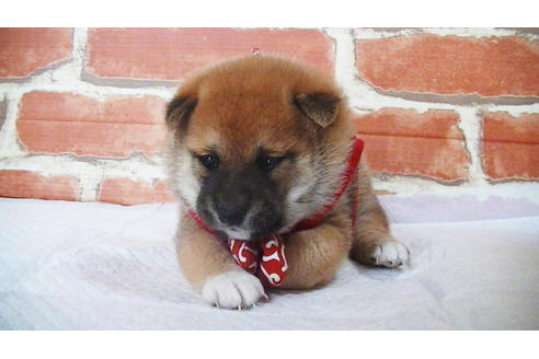 成約済の福岡県の豆柴-112417の16枚目