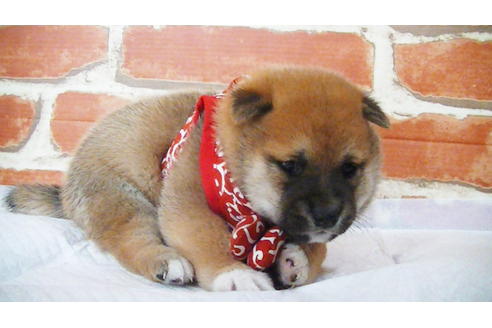 成約済の福岡県の豆柴-112417の15枚目