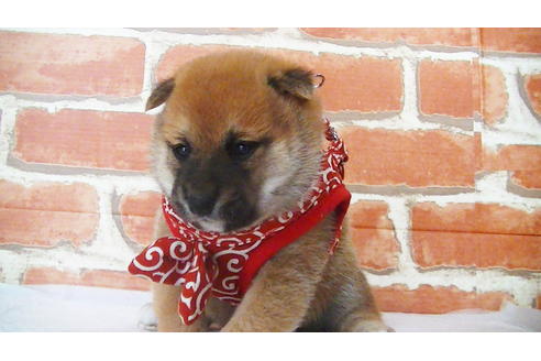 成約済の福岡県の豆柴-112417の14枚目