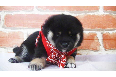 成約済の福岡県の豆柴-112418の15枚目