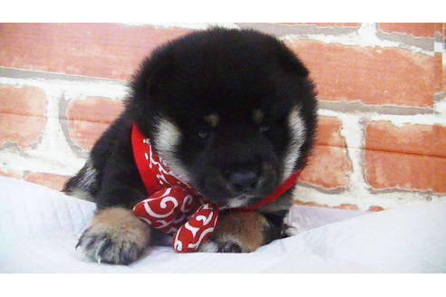 成約済の福岡県の豆柴-112418の14枚目