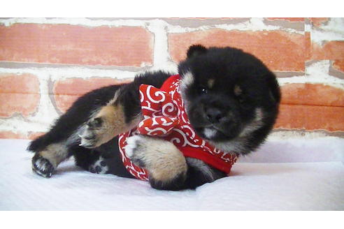 成約済の福岡県の豆柴-112418の13枚目