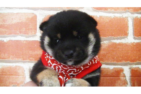 成約済の福岡県の豆柴-112418の12枚目