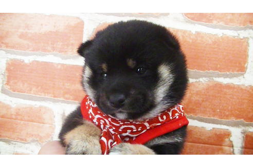 成約済の福岡県の豆柴-112418の11枚目