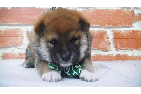 成約済の福岡県の豆柴-112416の15枚目